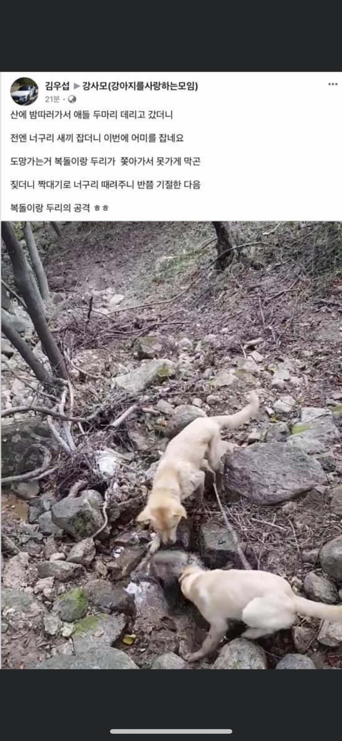 꼭 주인 처벌부탁드립니다ㅠㅠ