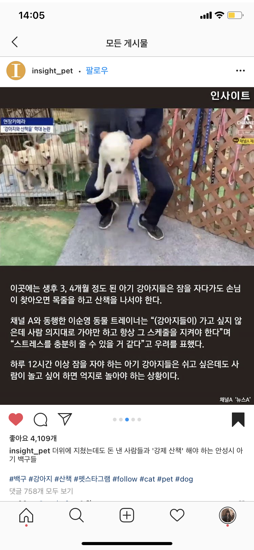 더위에 지쳤는데도 강제 산책 해야하는 아기 백구를 학대하는 안성시 풍산개 농장