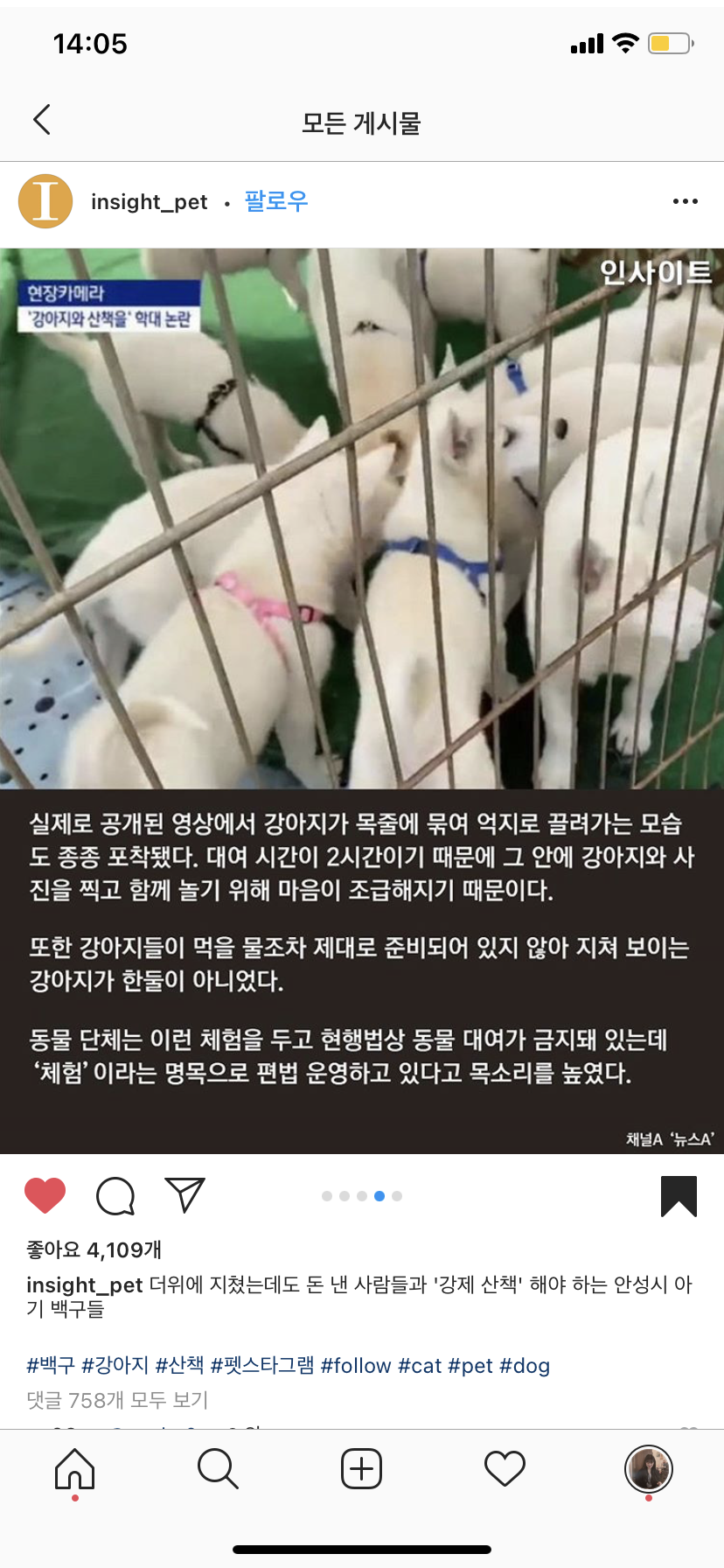 더위에 지쳤는데도 강제 산책 해야하는 아기 백구를 학대하는 안성시 풍산개 농장