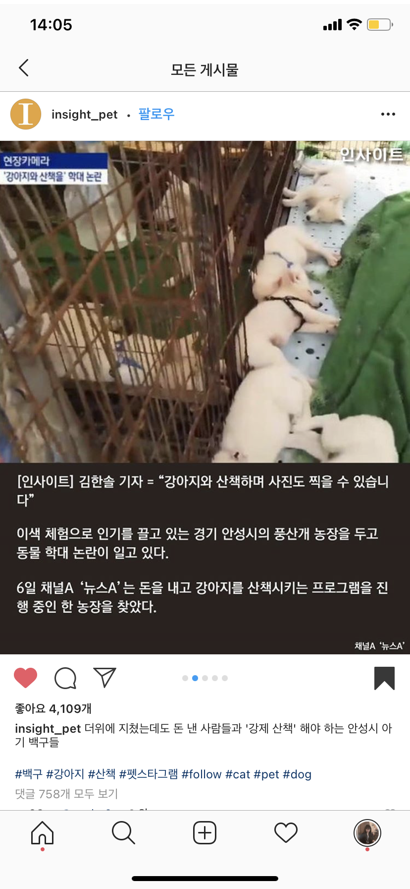 더위에 지쳤는데도 강제 산책 해야하는 아기 백구를 학대하는 안성시 풍산개 농장