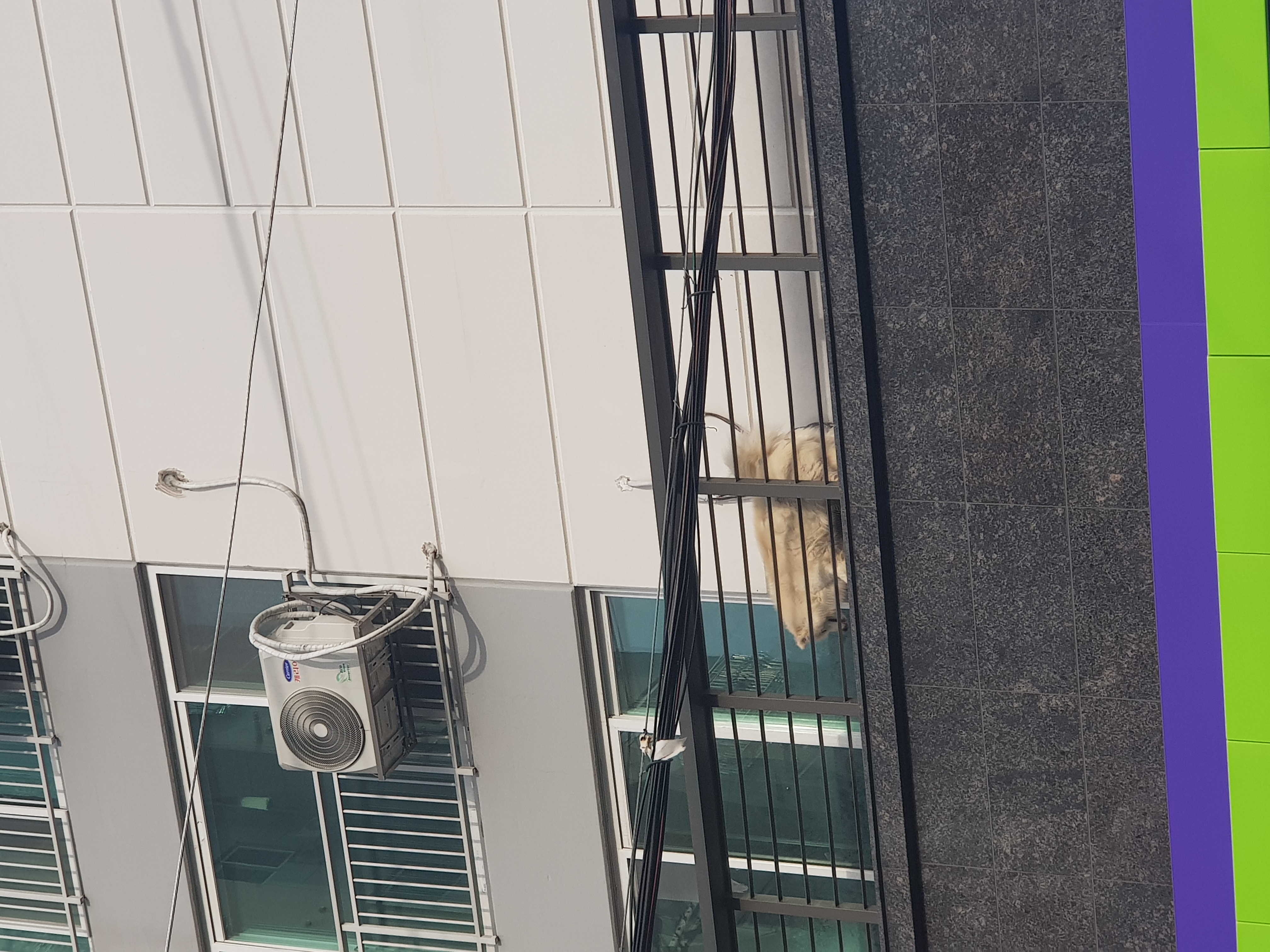 사모예드 두마리 베란다에서 방치 추정 신고입니다...ㅜ
