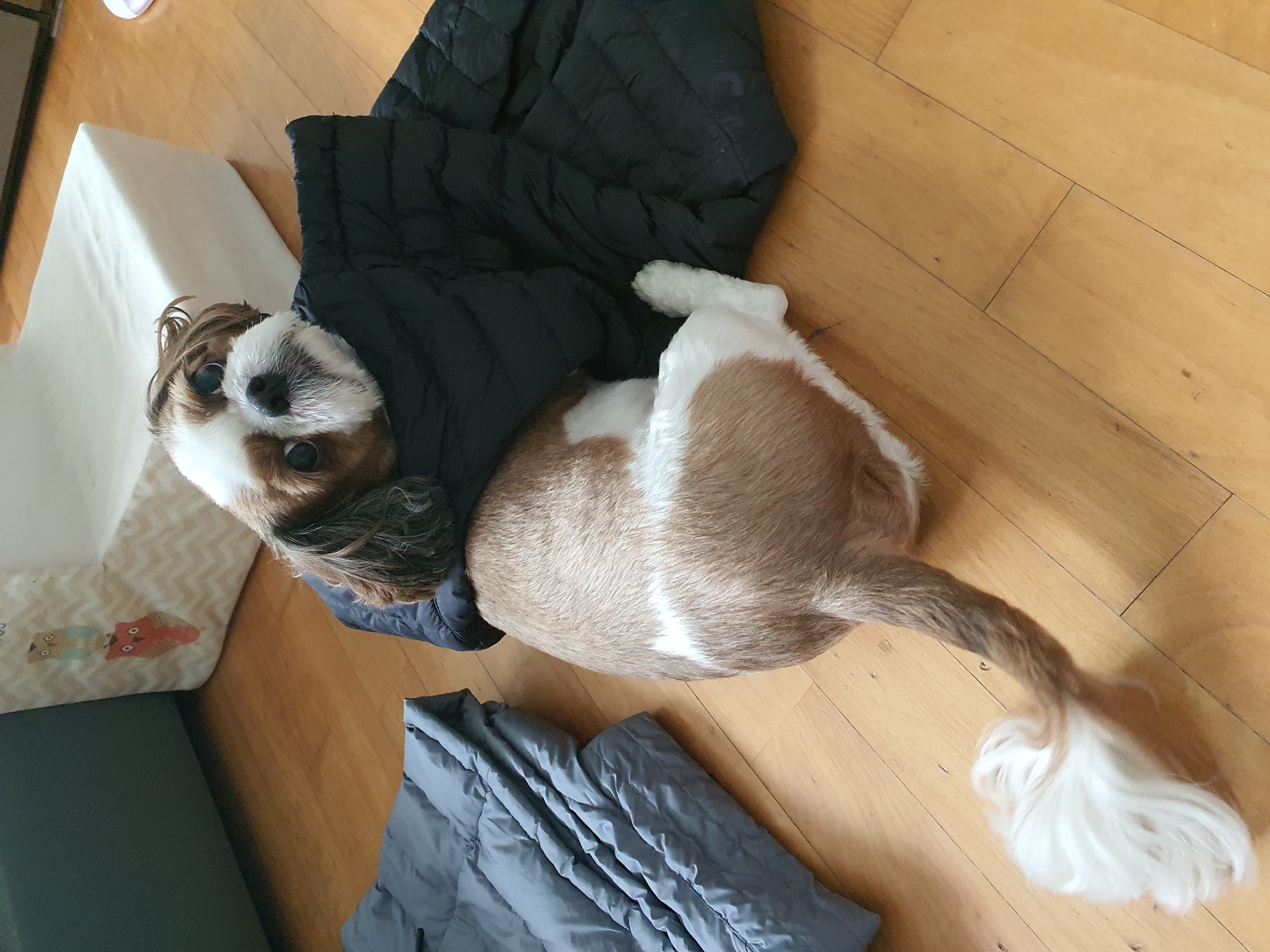 뭉치