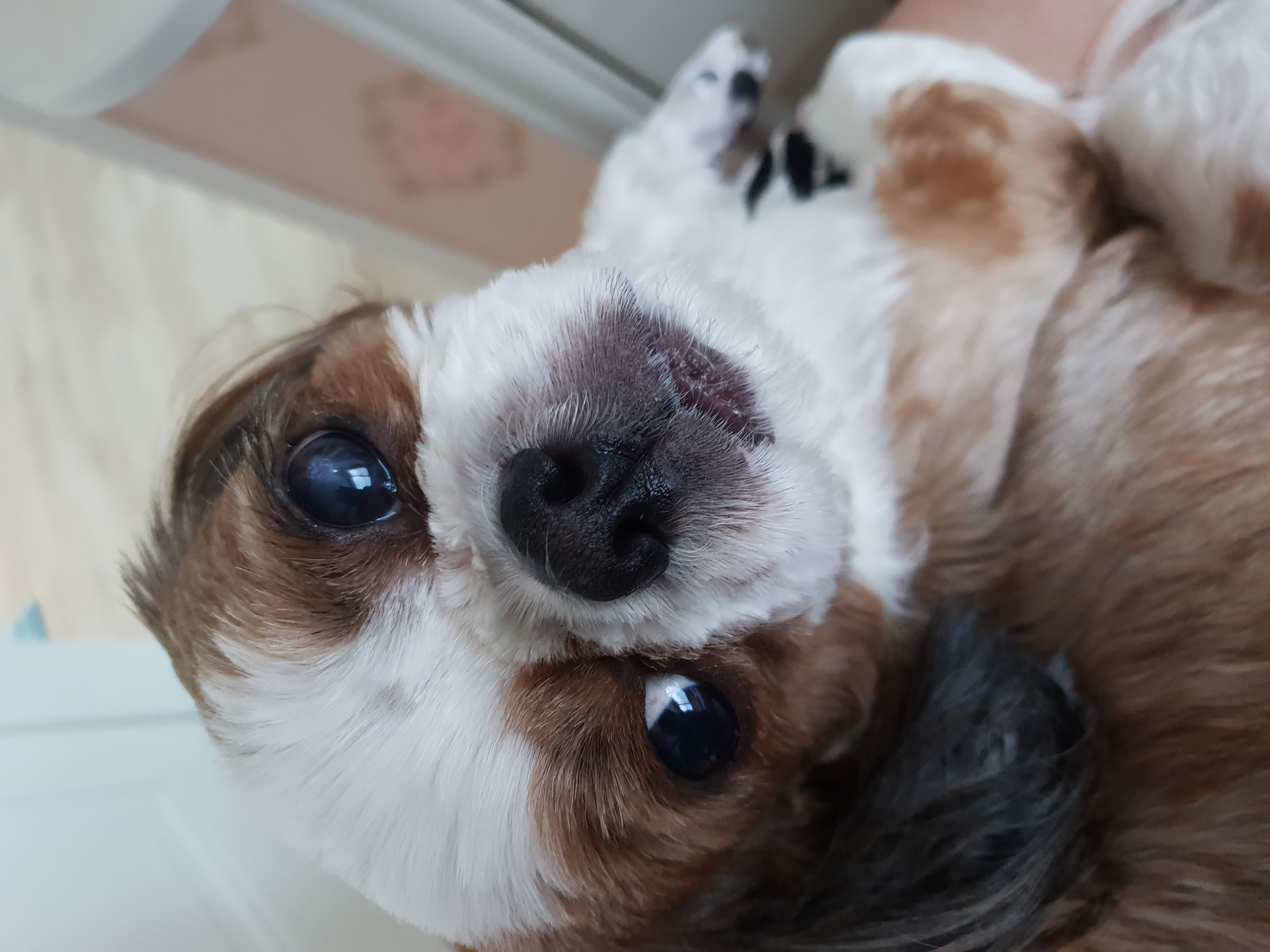 뭉치