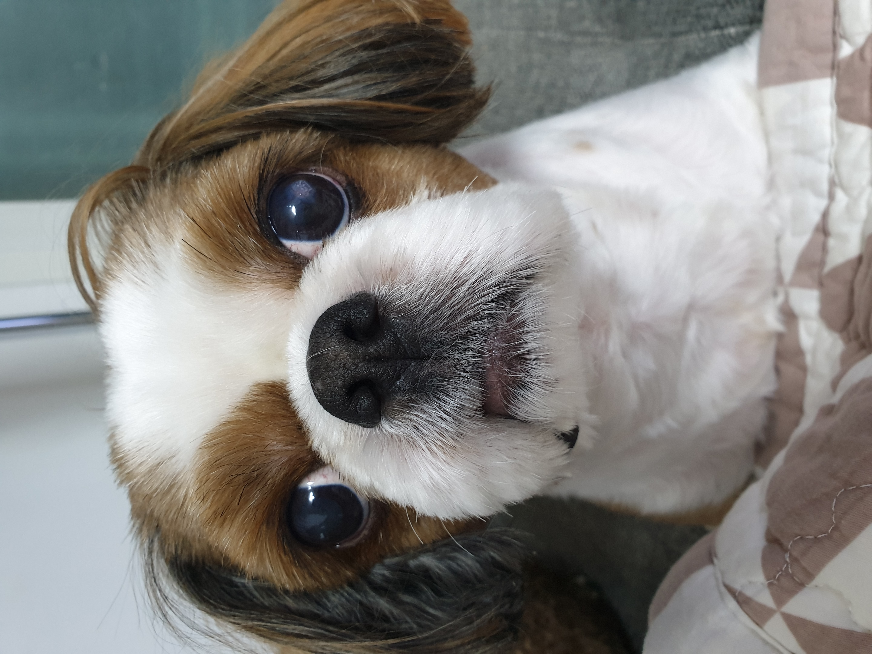 뭉치