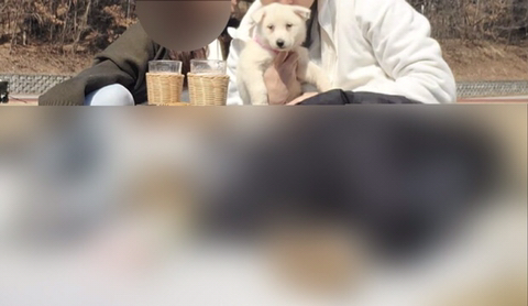 인스타 인증샷 성지, 안성개농장