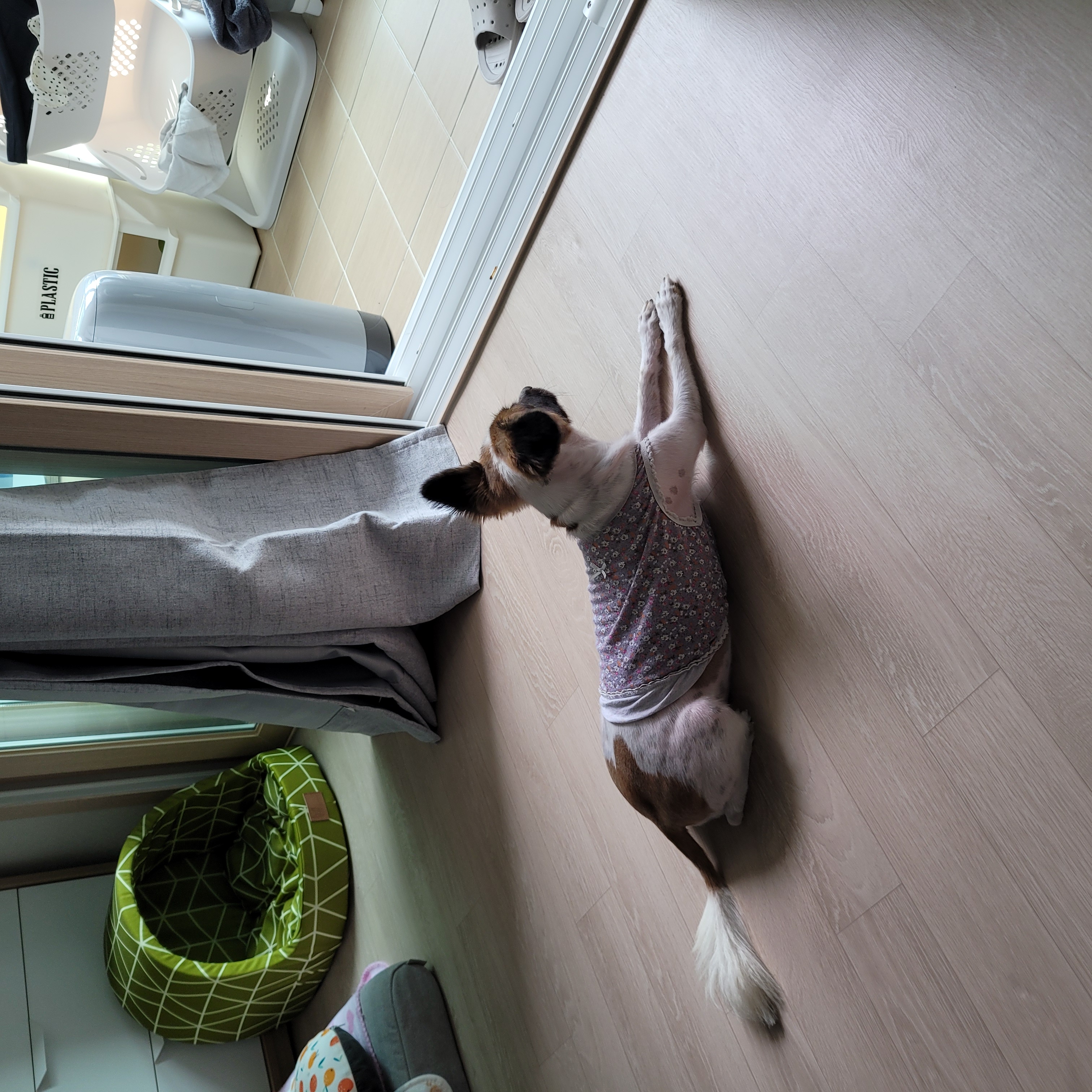은하<토리> 입양 한달 후기입니다