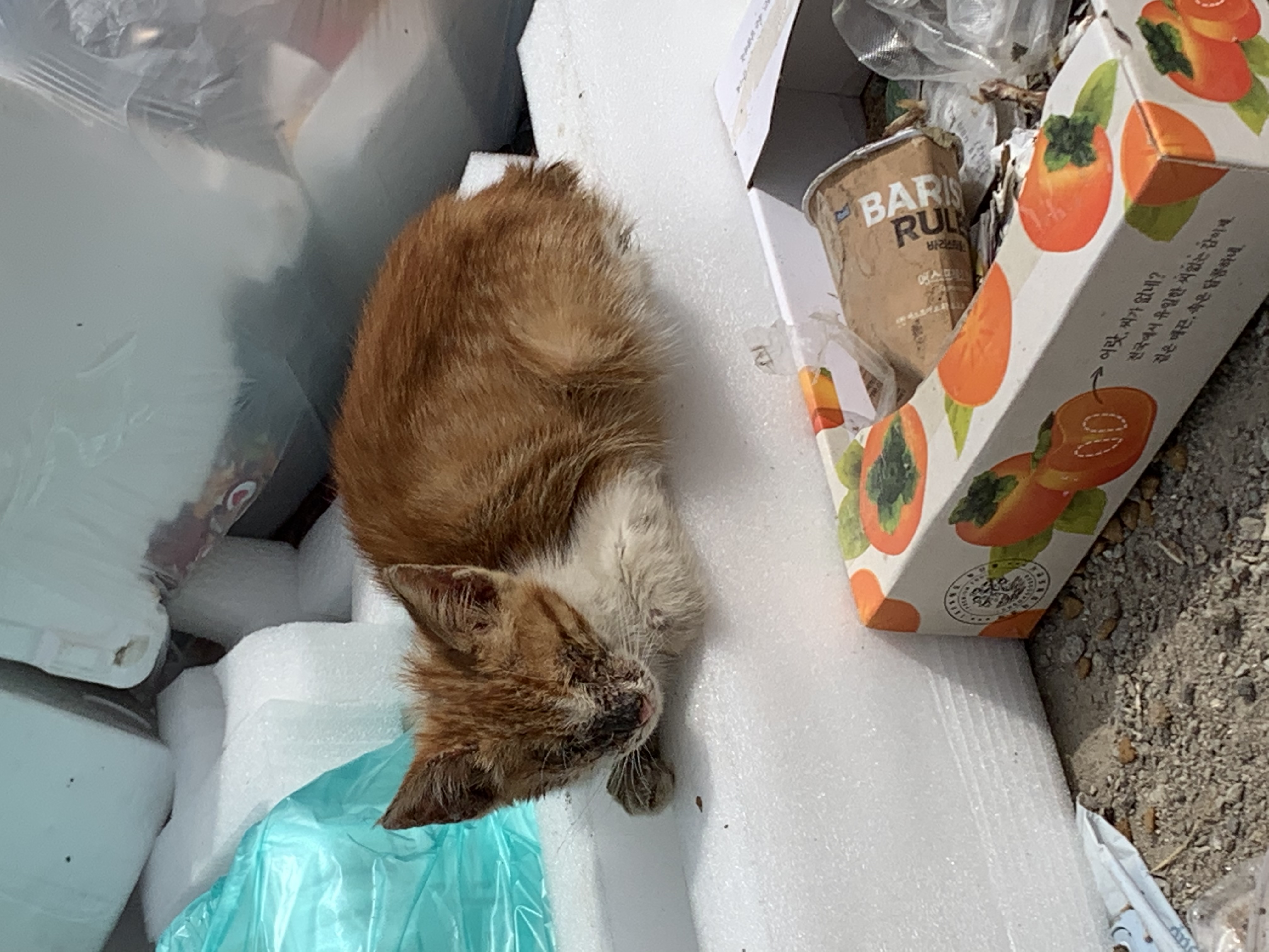 어린 치즈 고양이를 구해주세요ㅠㅠㅠㅠㅠ