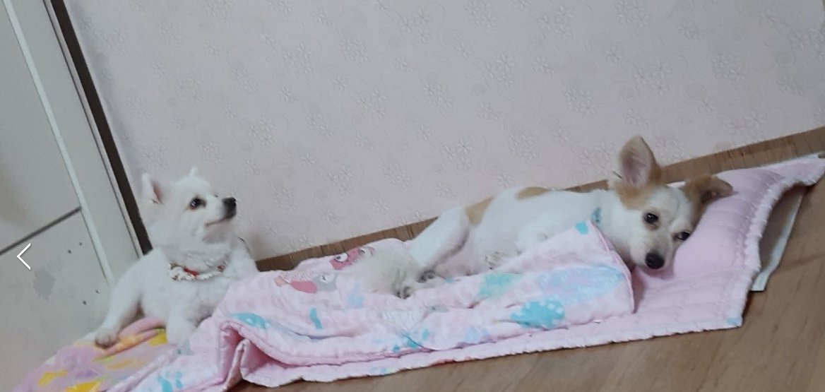 커피,라떼에요~