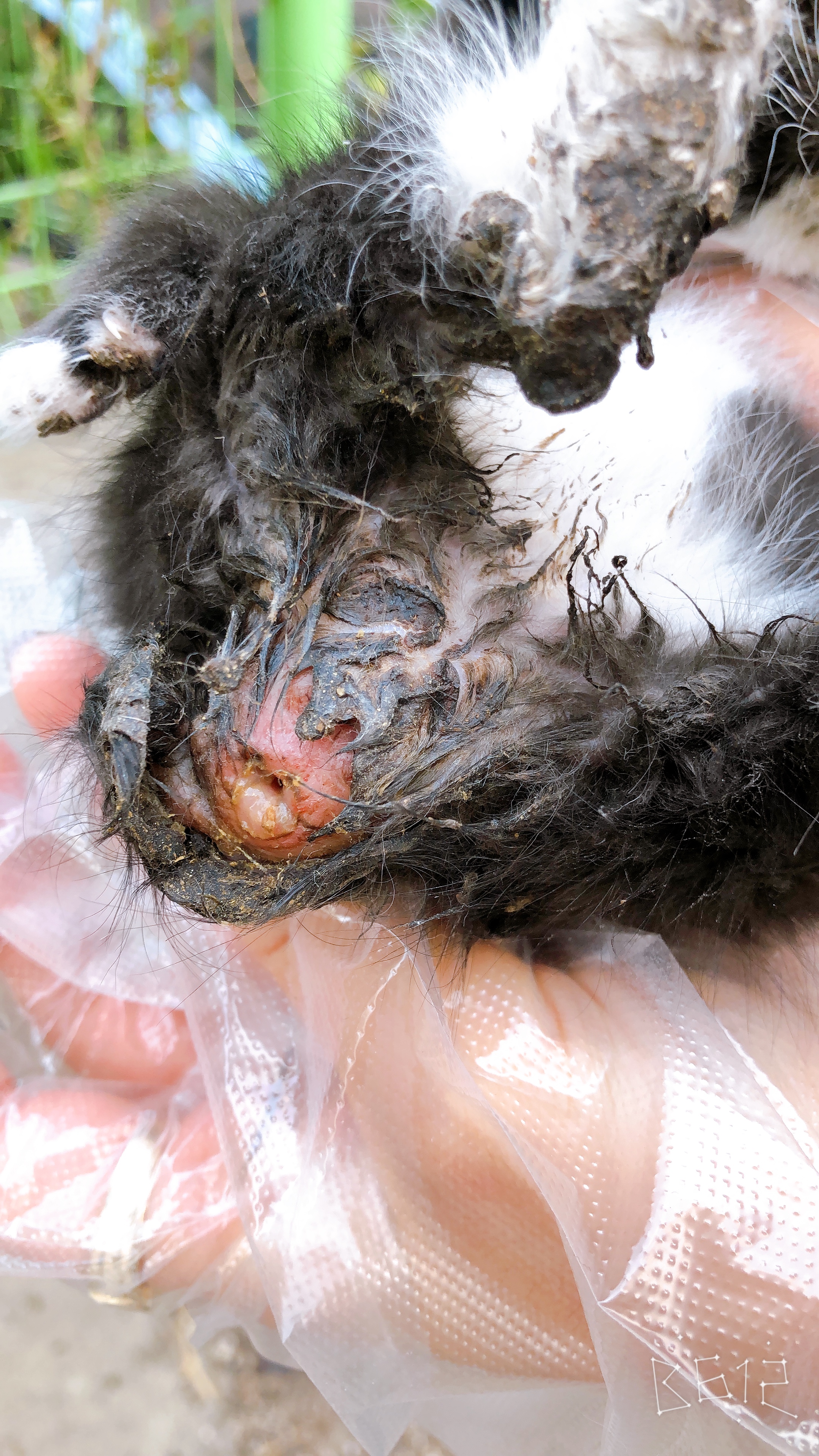 꼬리가 없고 탈장이있는 아기고양이 구조해주세요