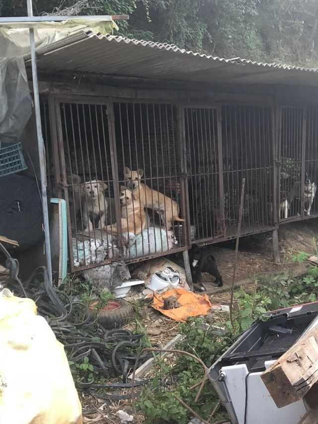 영천시 개농장 고발합니다!!!