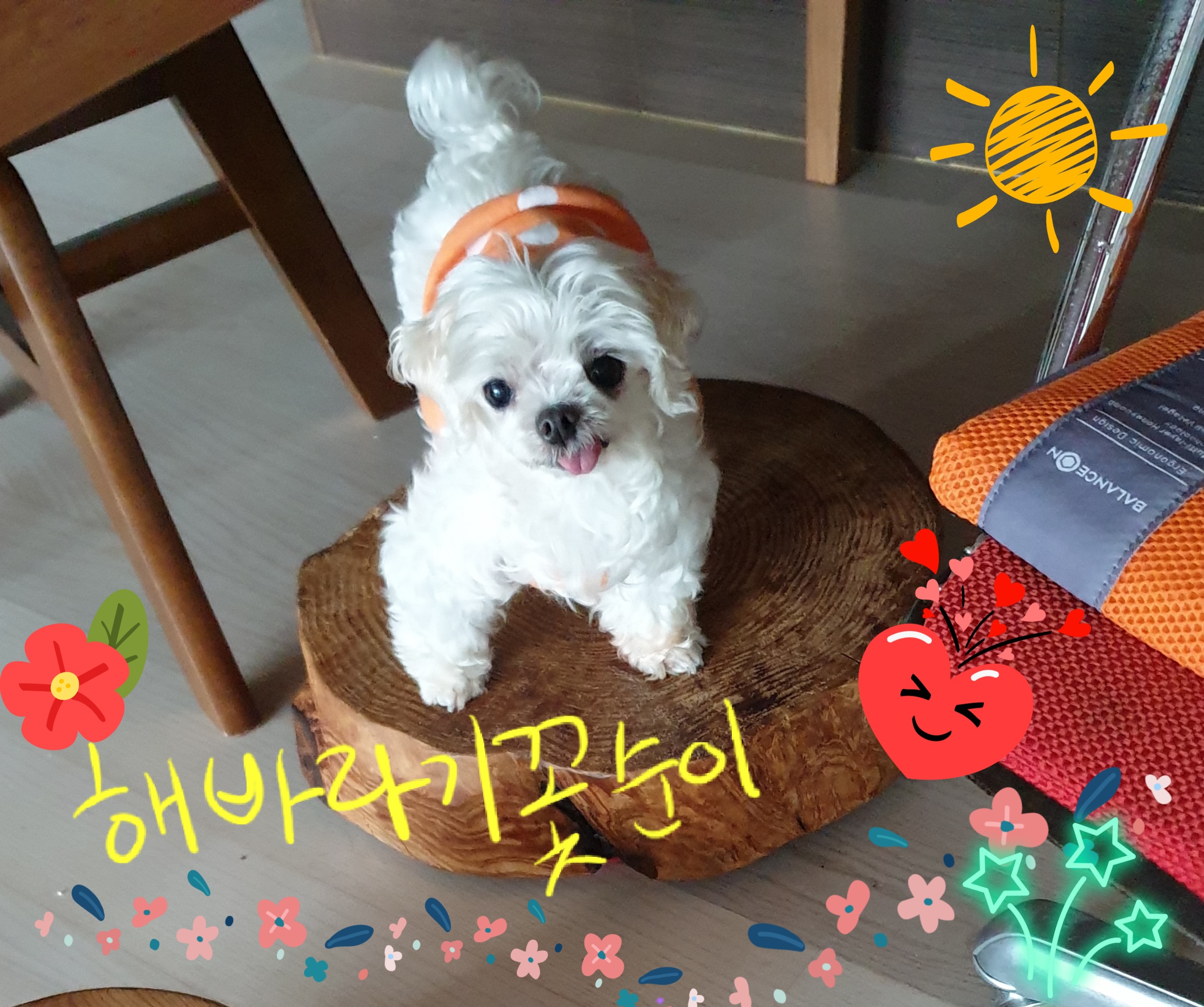 꽃순이 항상 즐겁게지내요.