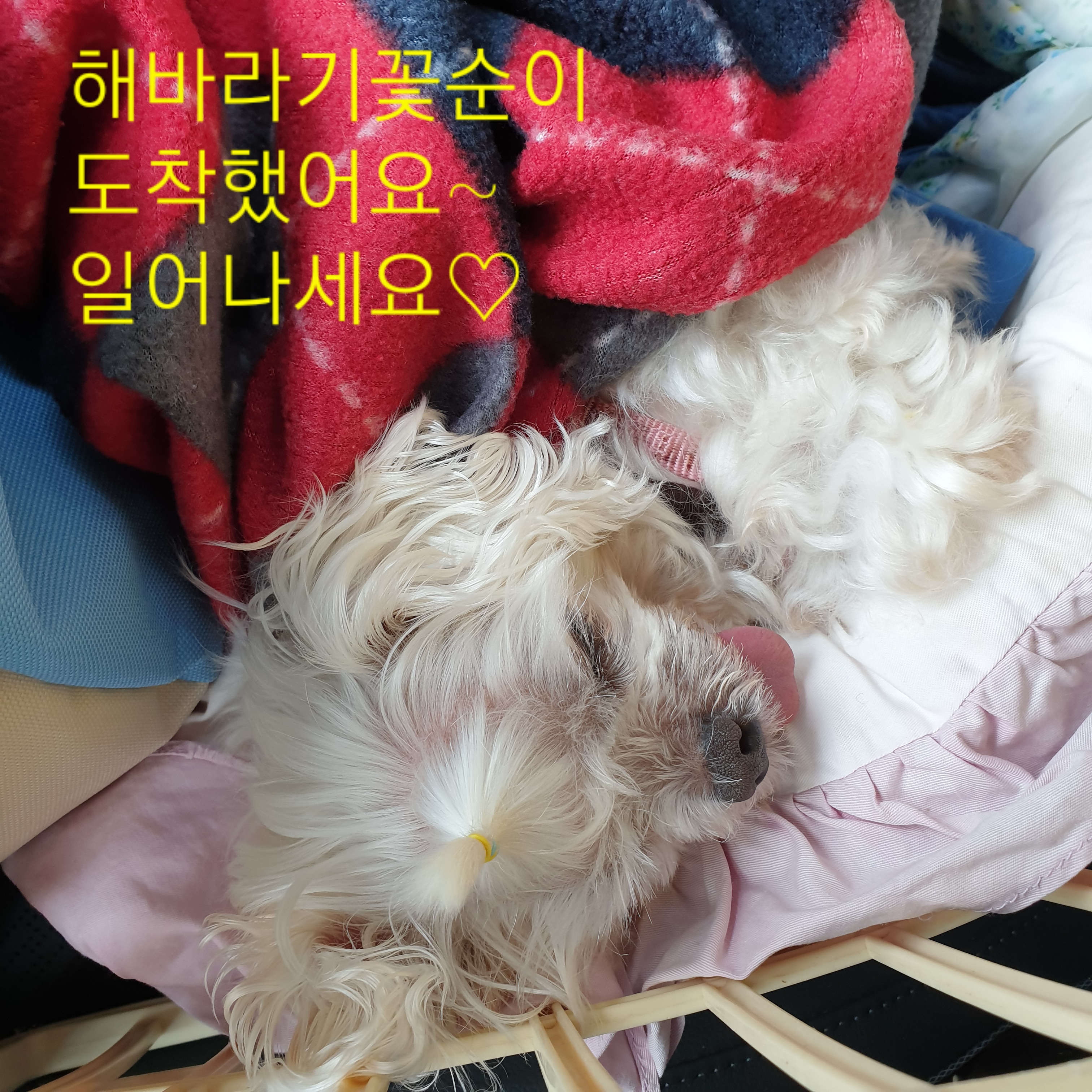 꽃순이 항상 즐겁게지내요.
