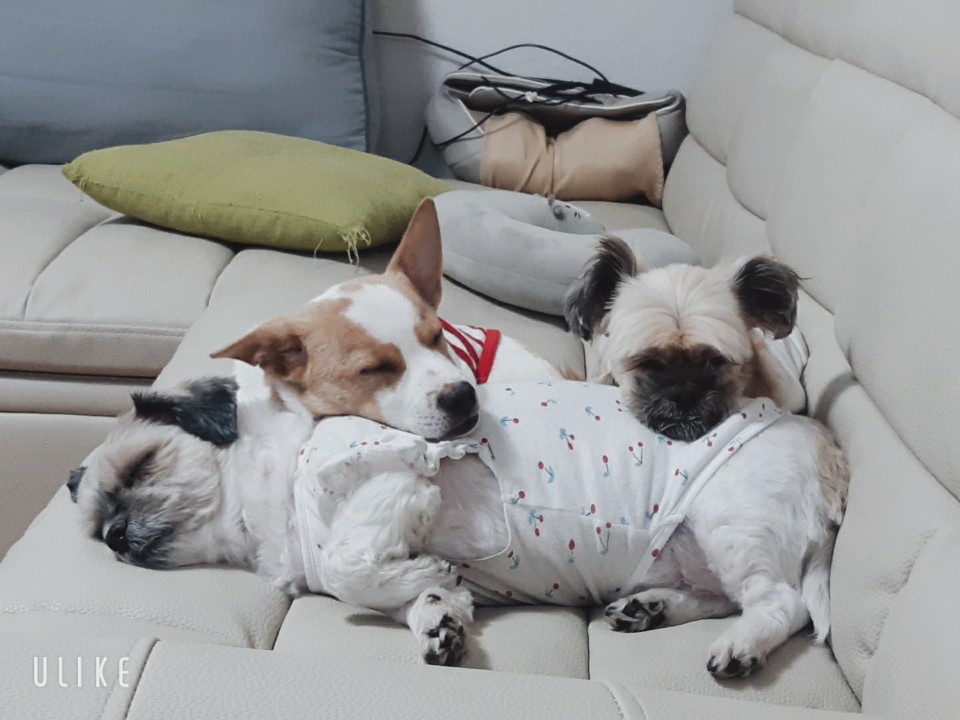 코퍼에서 깐돌이로 지내는 우리 이쁜이