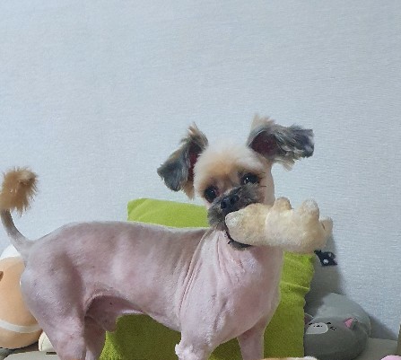 코퍼에서 깐돌이로 지내는 우리 이쁜이