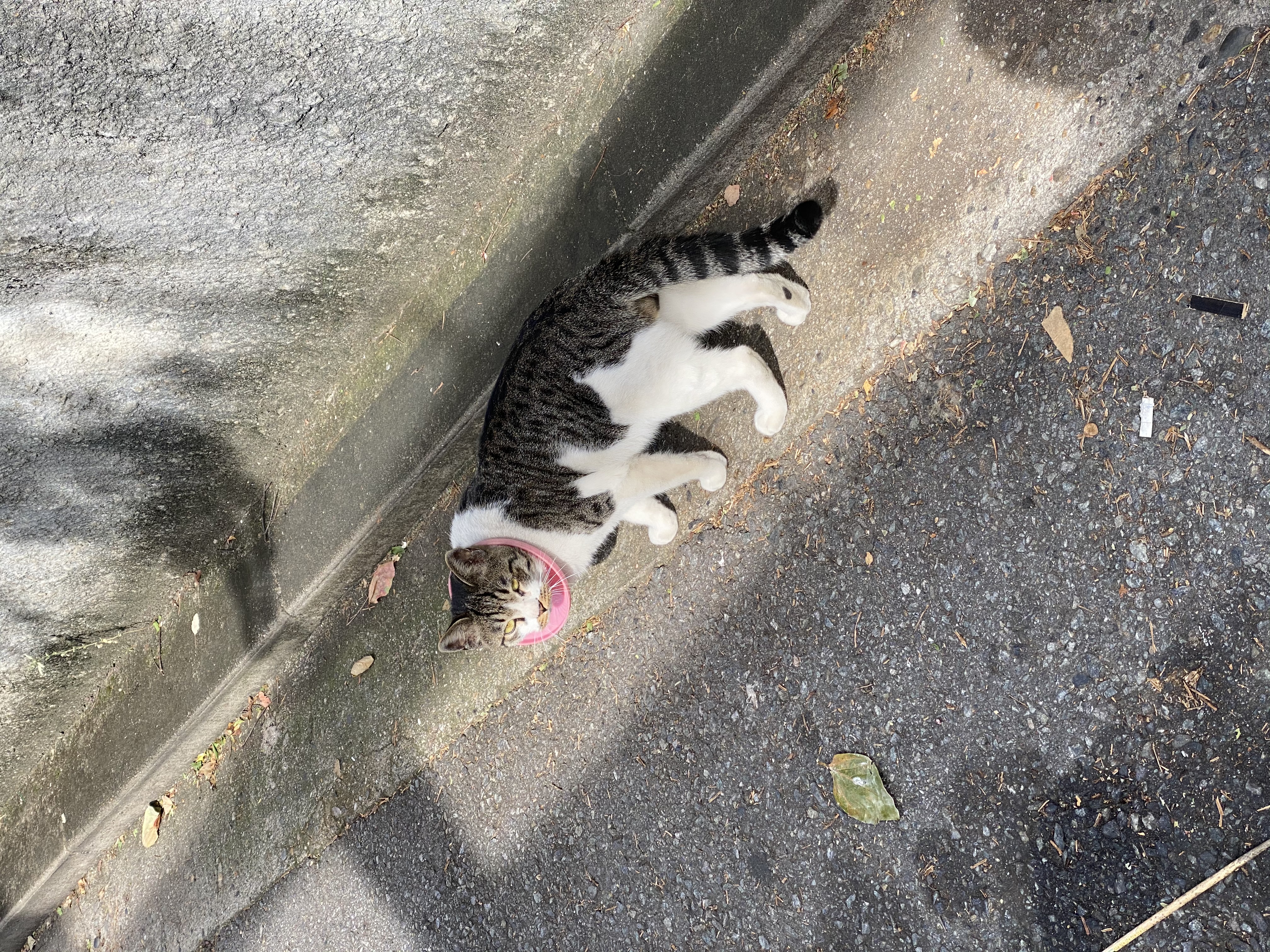 물조리개 추정 플라스틱에 목이 끼인 고양이 구조 요청드립니다.