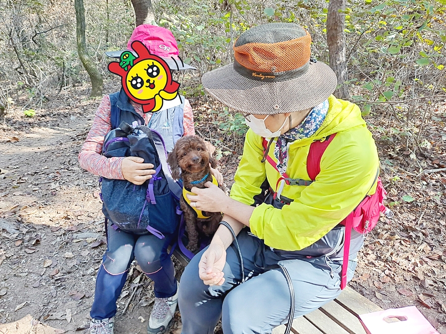 쪼꼬 입양 일주일 이야기