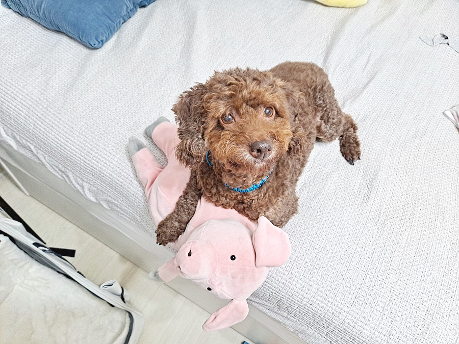 쪼꼬 입양 일주일 이야기