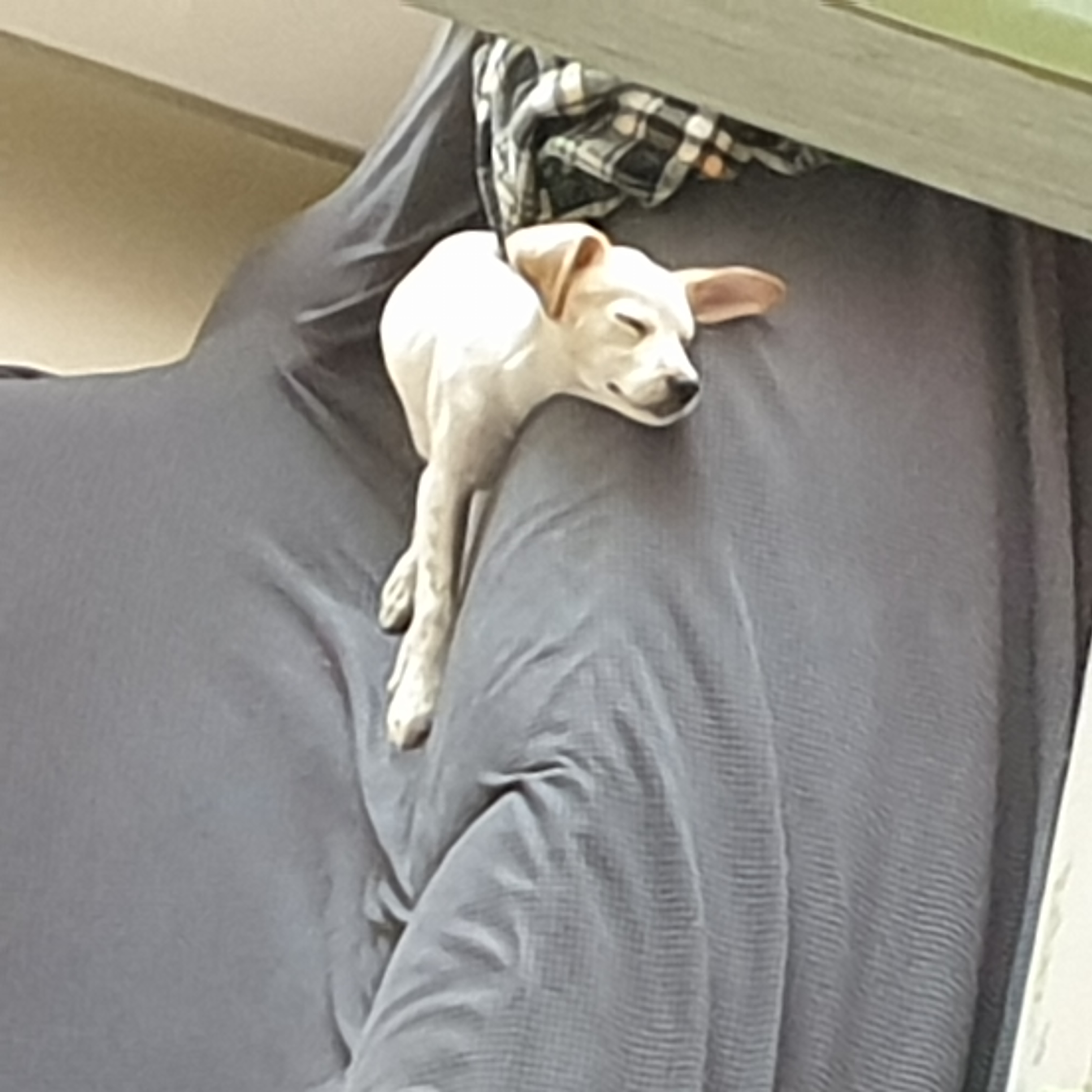 멍구 (현 아토) 한달 입양후기