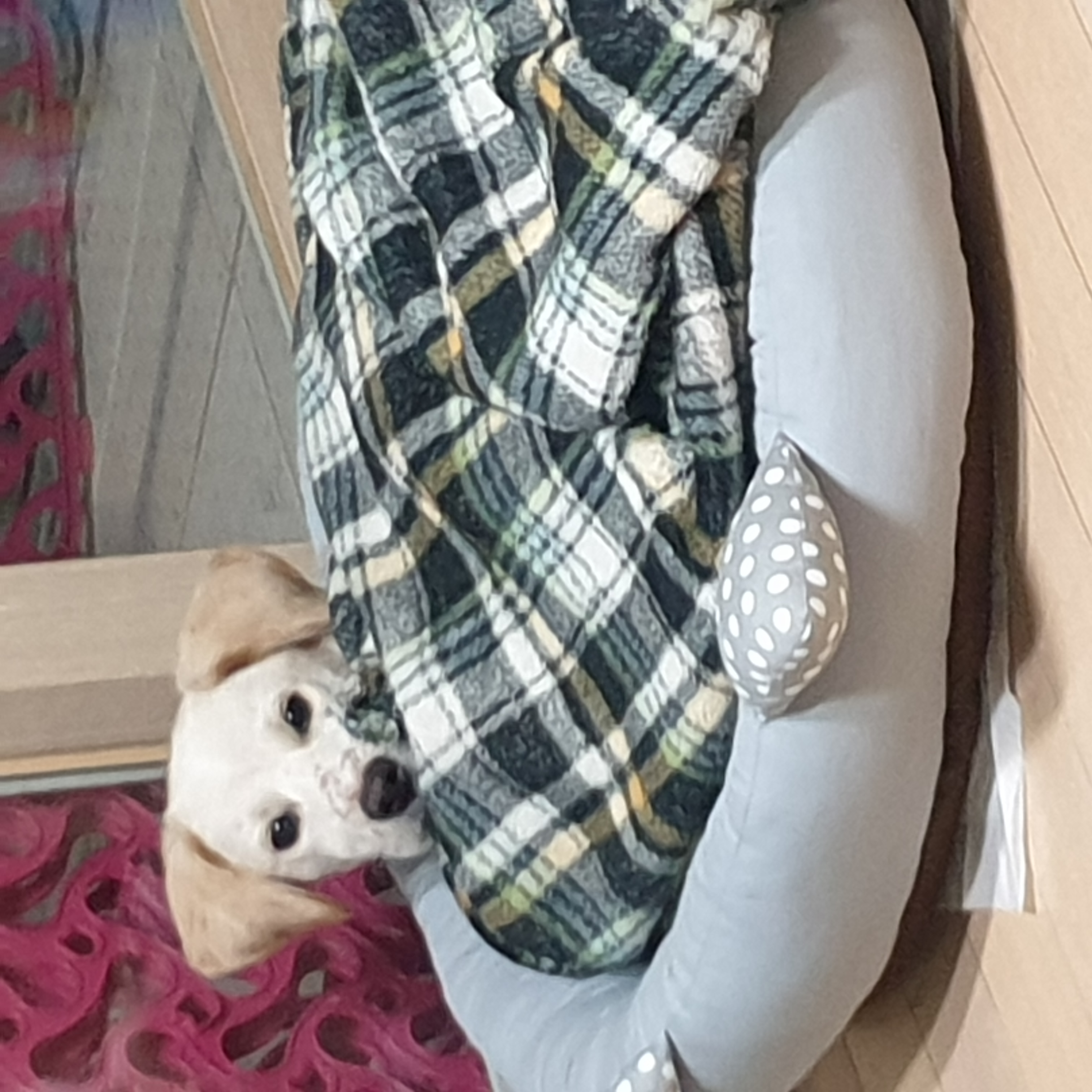 멍구 (현 아토) 한달 입양후기
