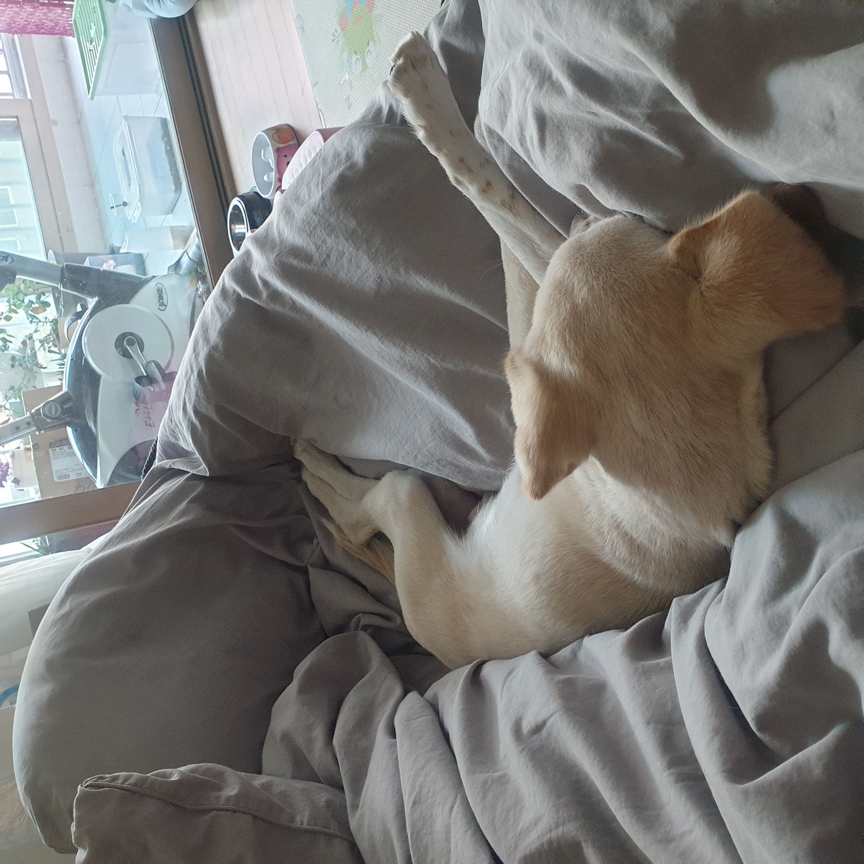 멍구 (현 아토) 한달 입양후기