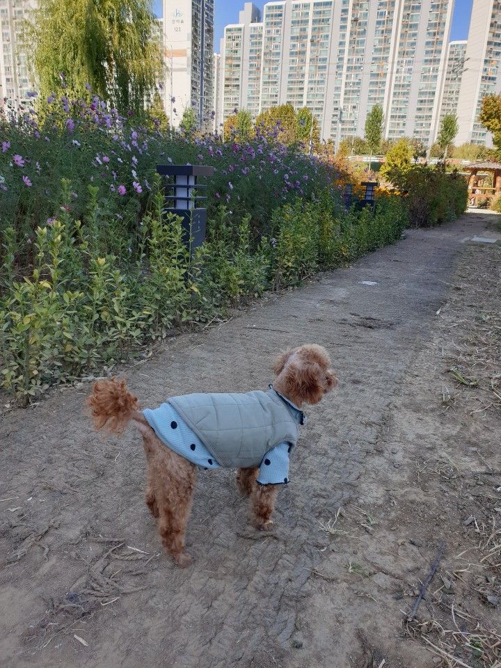 영천불법 번식장 구조견 보들이 입양후기