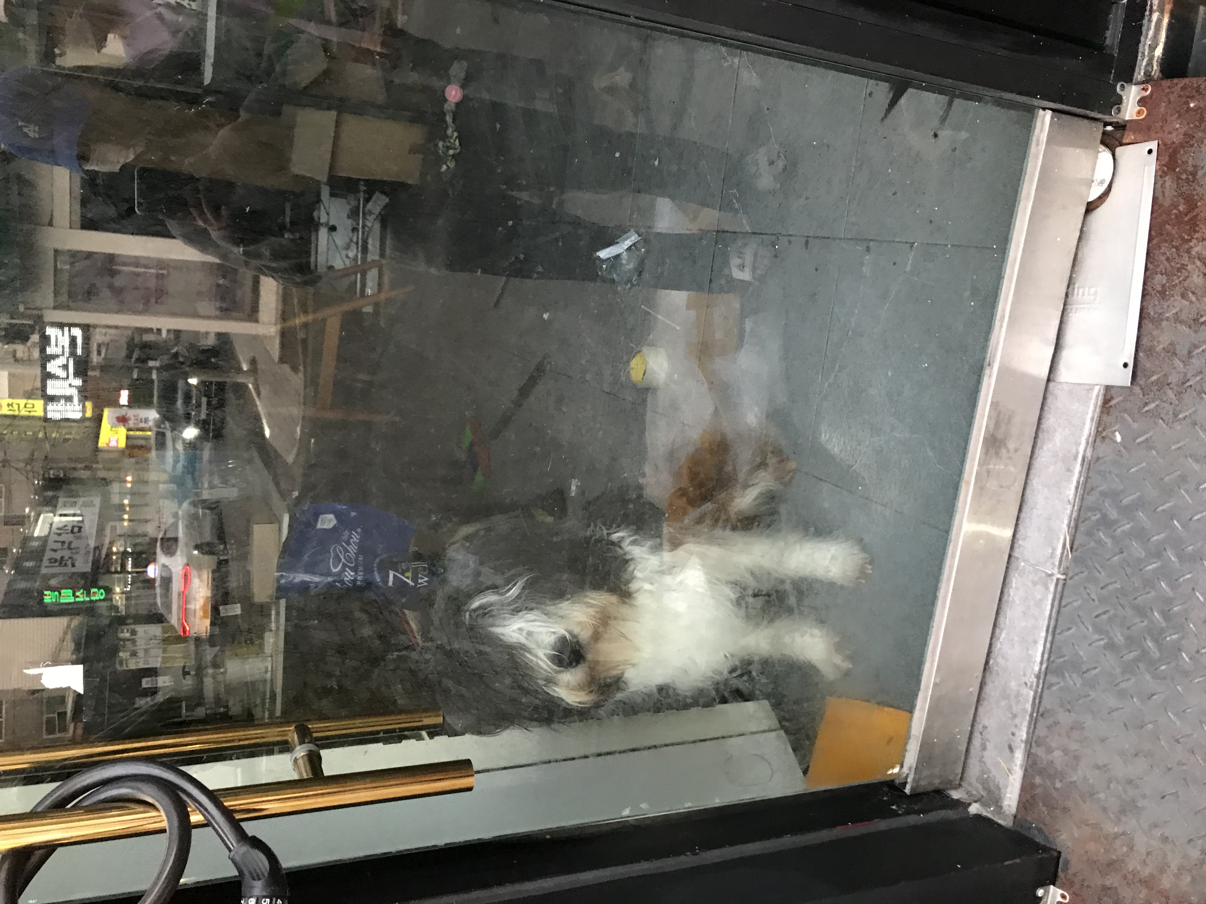 개 방치