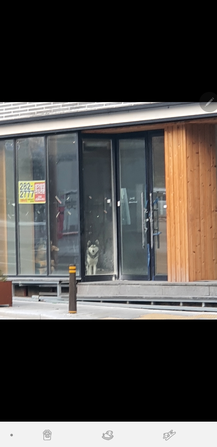 전주 완산구 허스키 방치