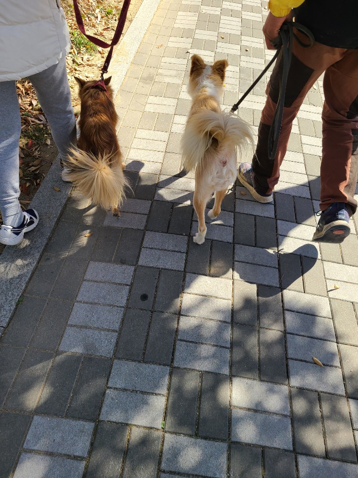 고양(7번) 룽지 3개월 후기