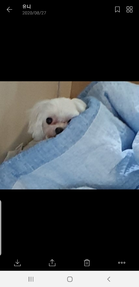 초은이 입양 1년 차 후기