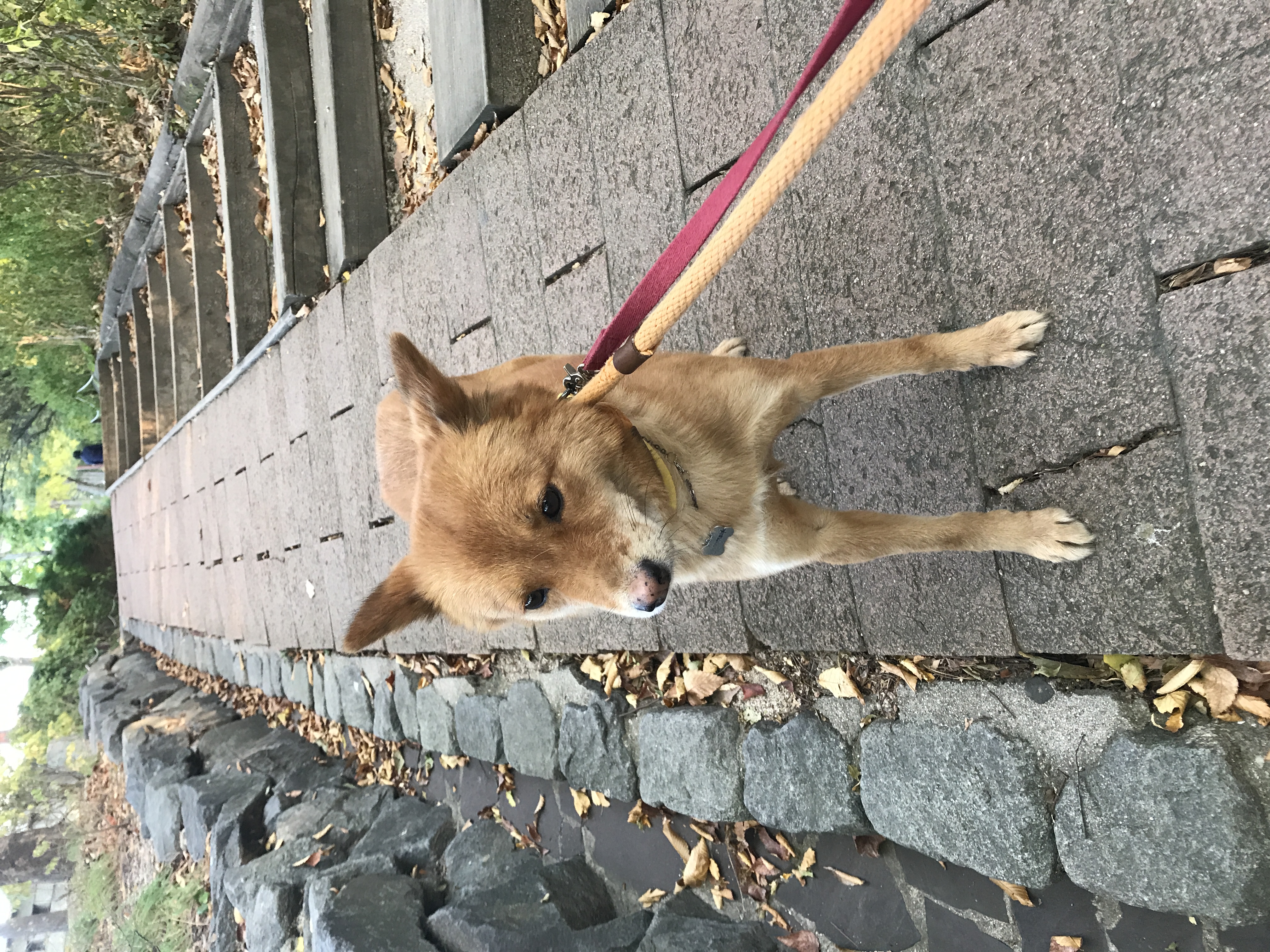 단이와의 임보 한달 