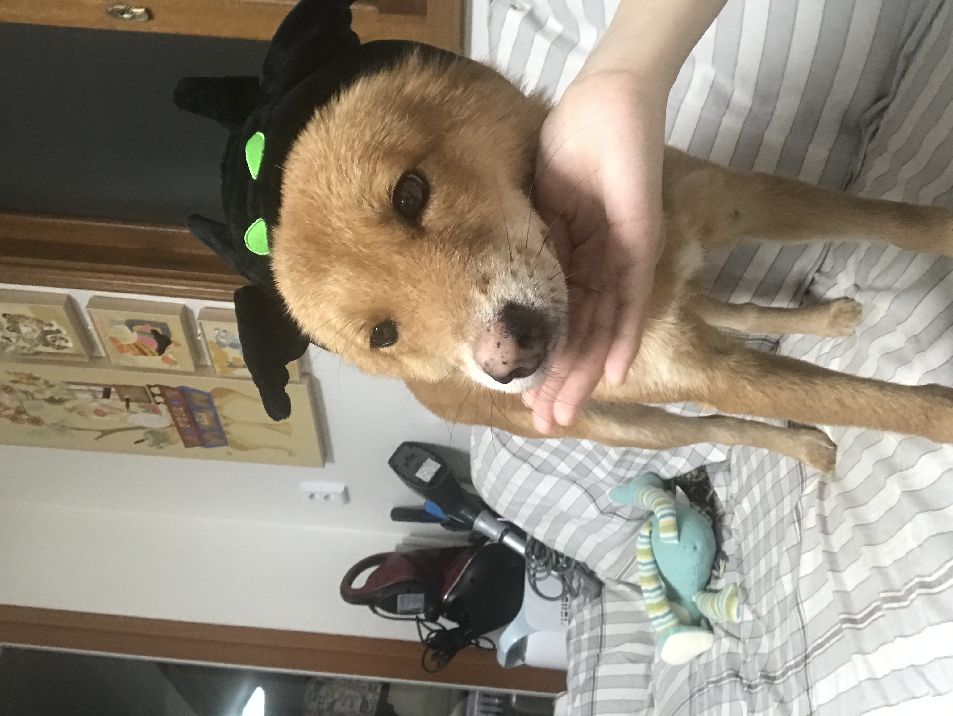 단이와의 임보 한달 