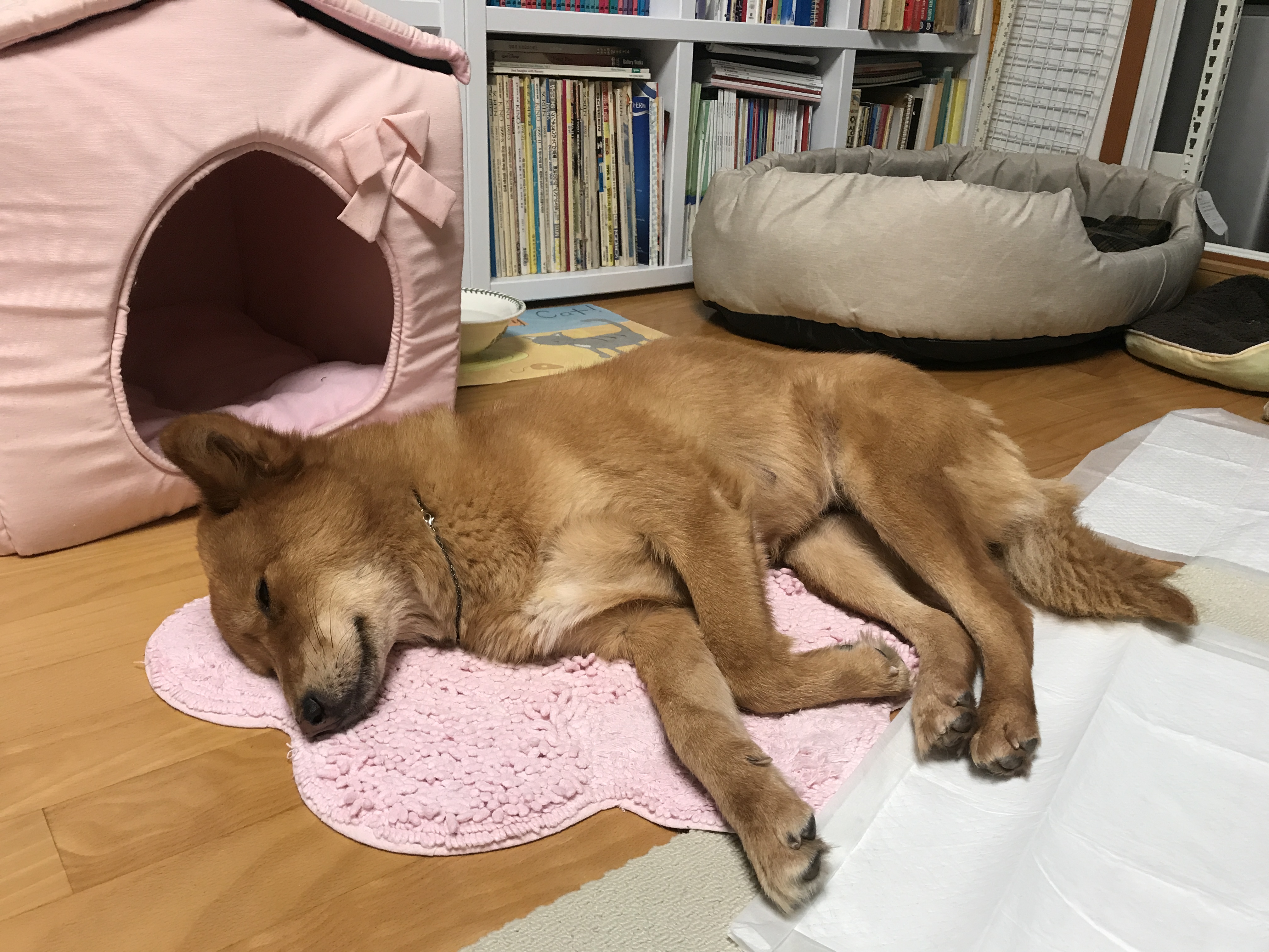 단이와의 임보 한달 