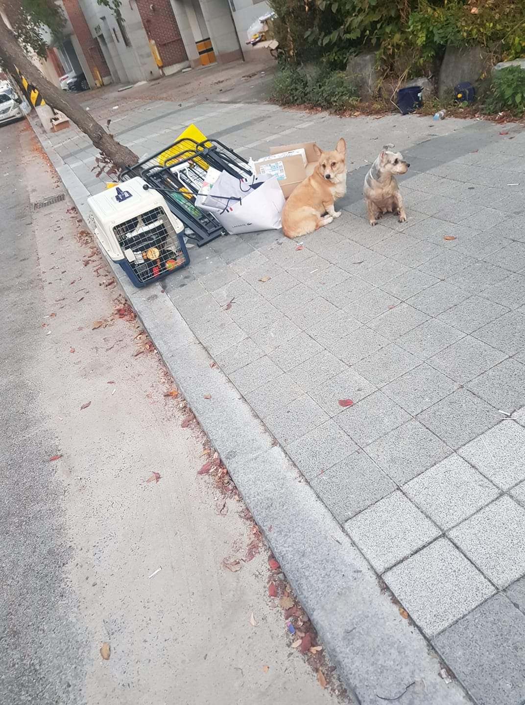 강아지 두마리 유기