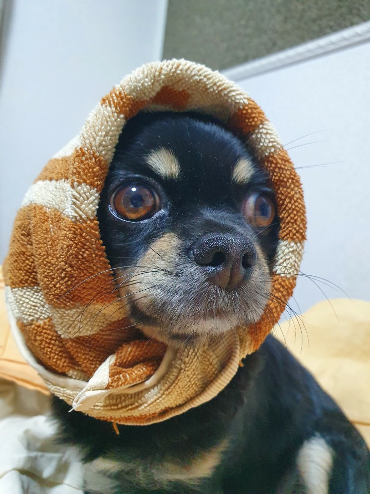 몽글(구, 랩몬) 입양 1년 후기와 몽실(구, 치멍16)의 입양 3년 후기를 같이 올립니다.