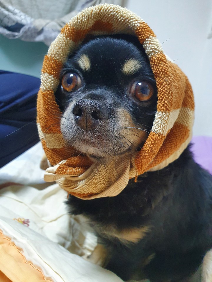 몽글(구, 랩몬) 입양 1년 후기와 몽실(구, 치멍16)의 입양 3년 후기를 같이 올립니다.