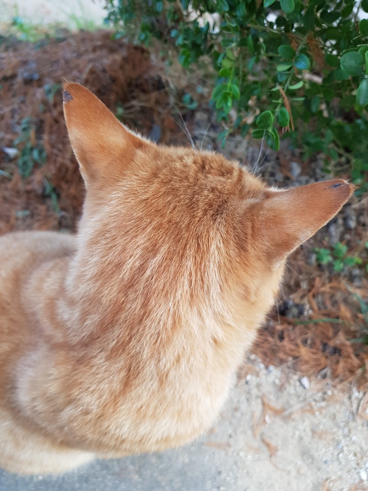 강원도 동해시 천곡동 고양이학대 범인좀 잡아주세요.