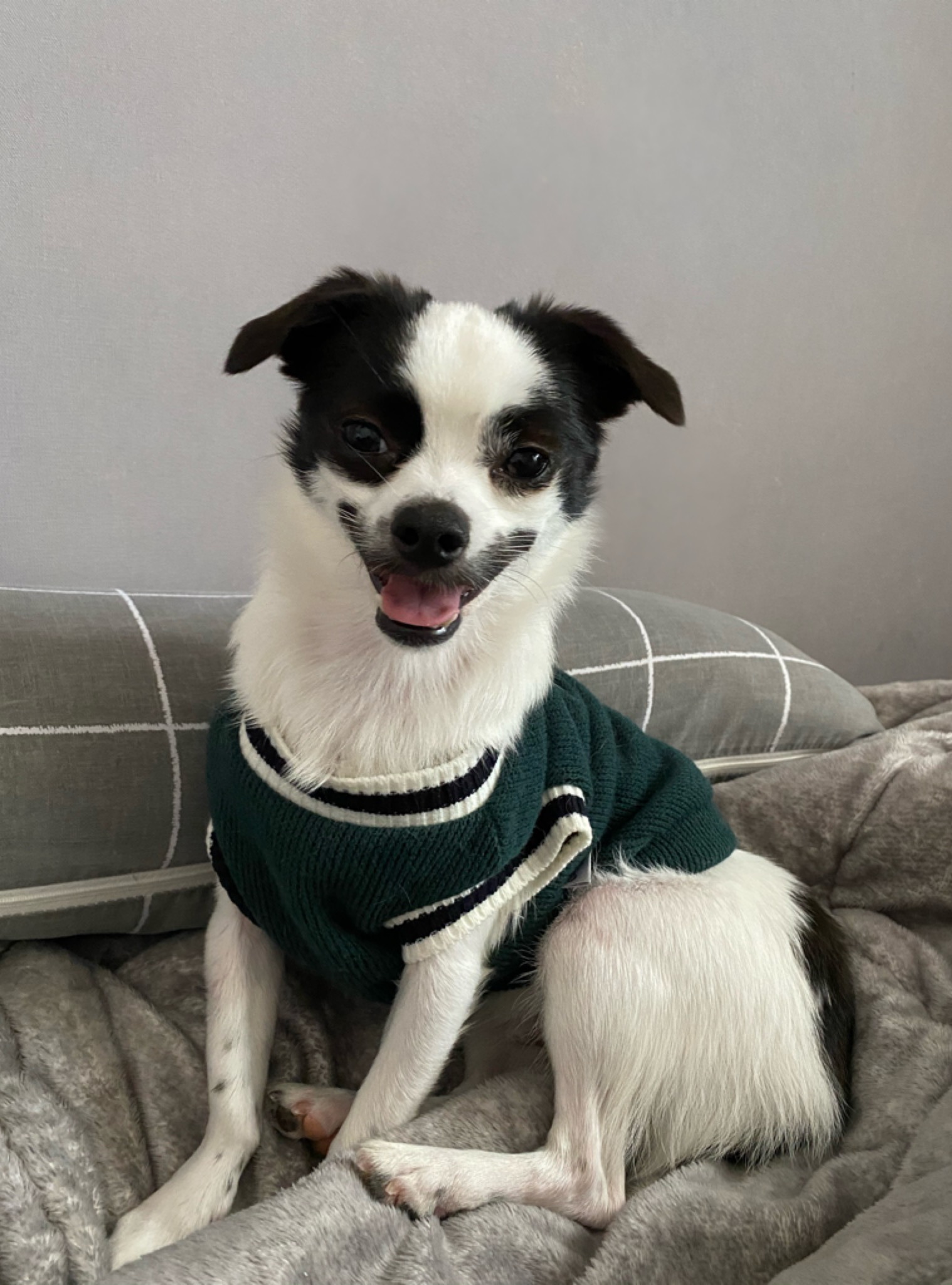 [조커] 입양온지 하루만에 생긴 변화❤️ 이제 또리라고 불러주세요~~