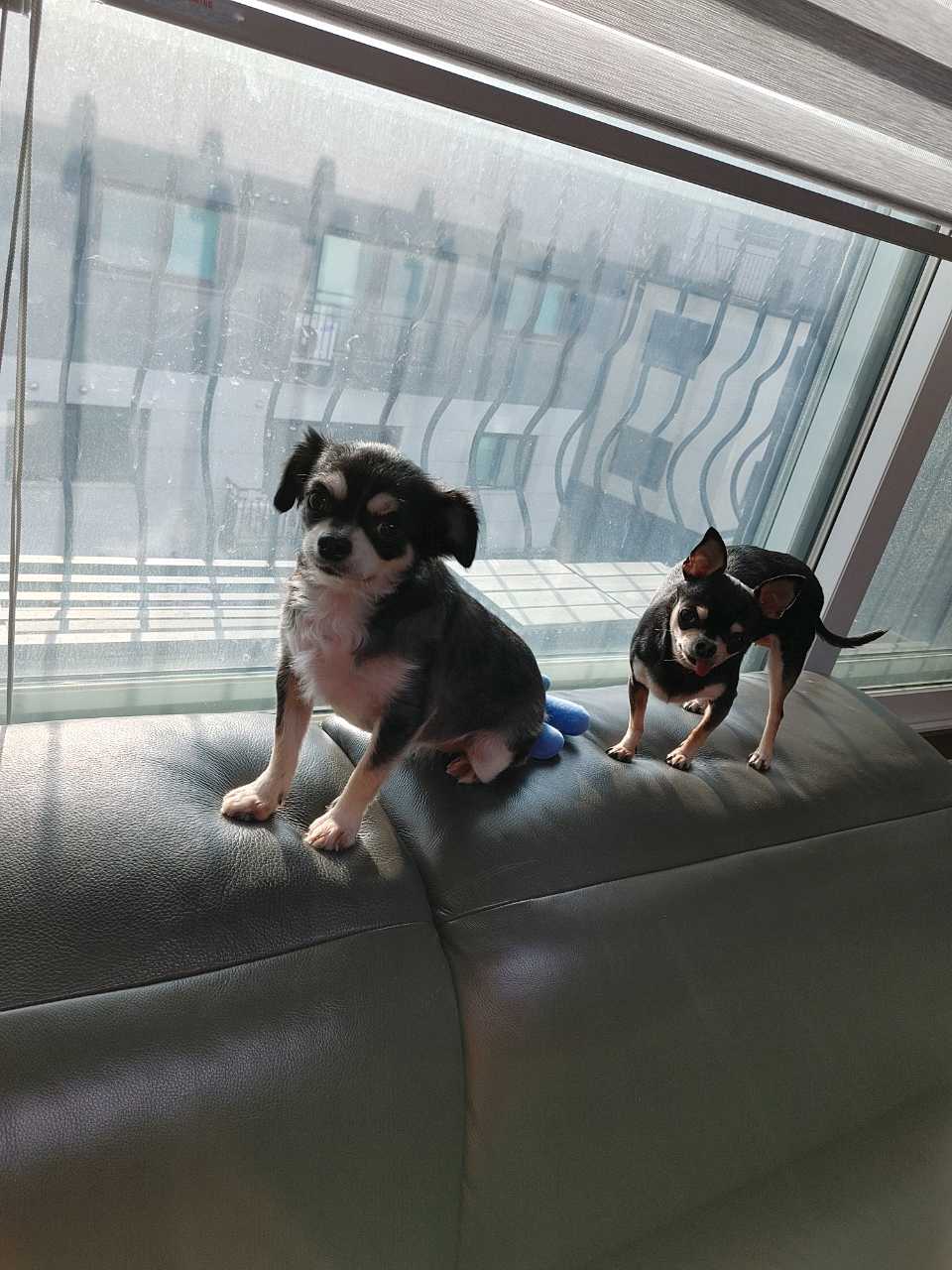 평택 치와와 나미 입양한지 1년이 넘었네요~
