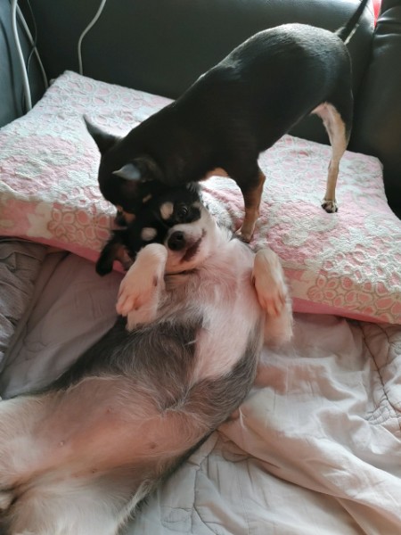 평택 치와와 나미 입양한지 1년이 넘었네요~