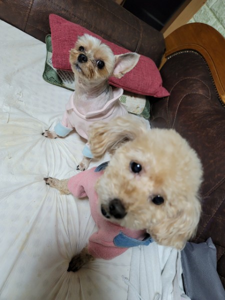 반려동물 미용실 구조견 하롱이 입양 1년 차