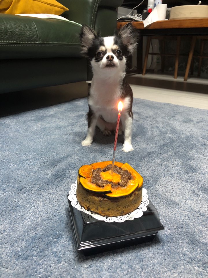 봄(구 태태) 1년후기:)