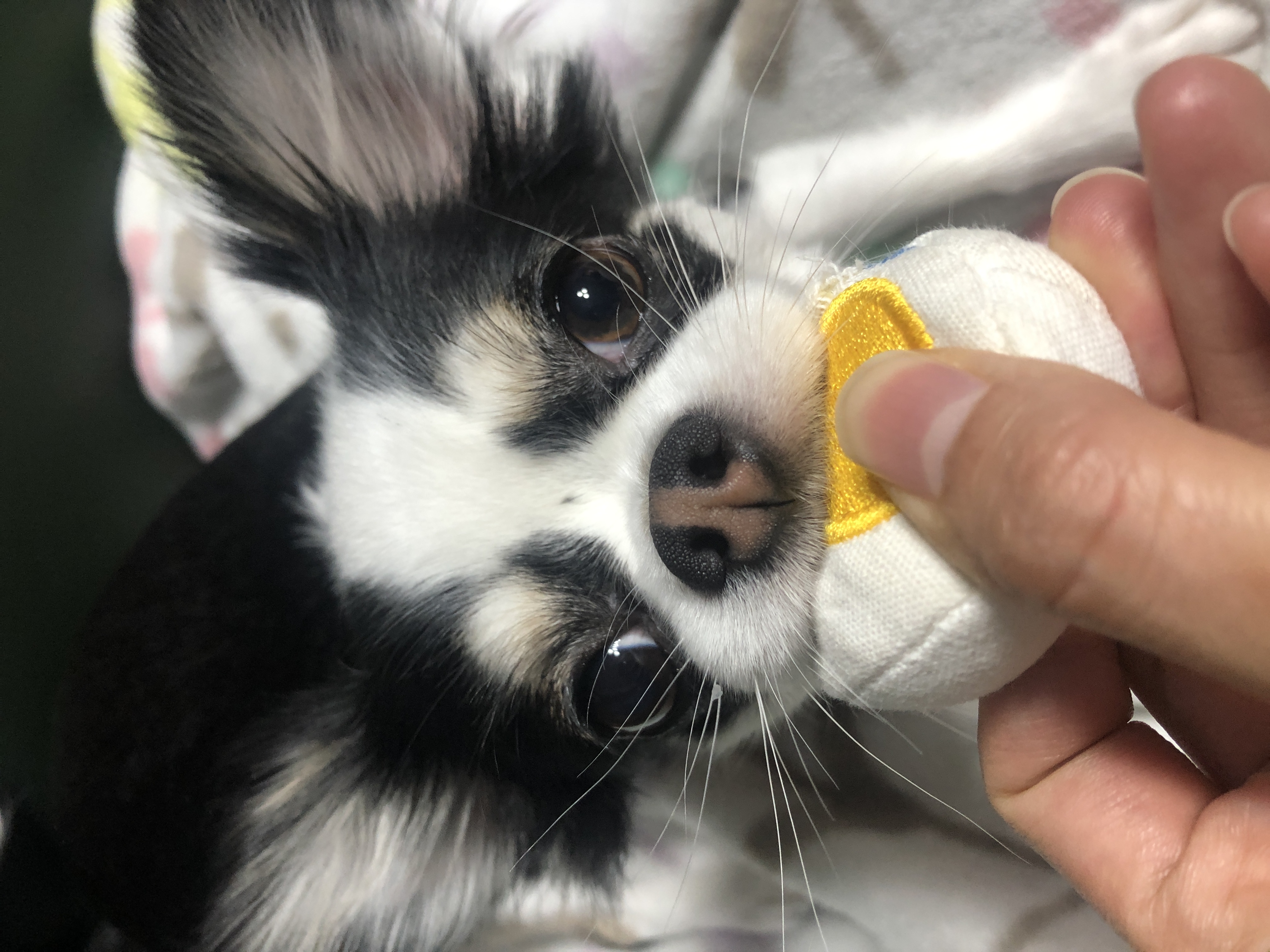 봄(구 태태) 1년후기:)