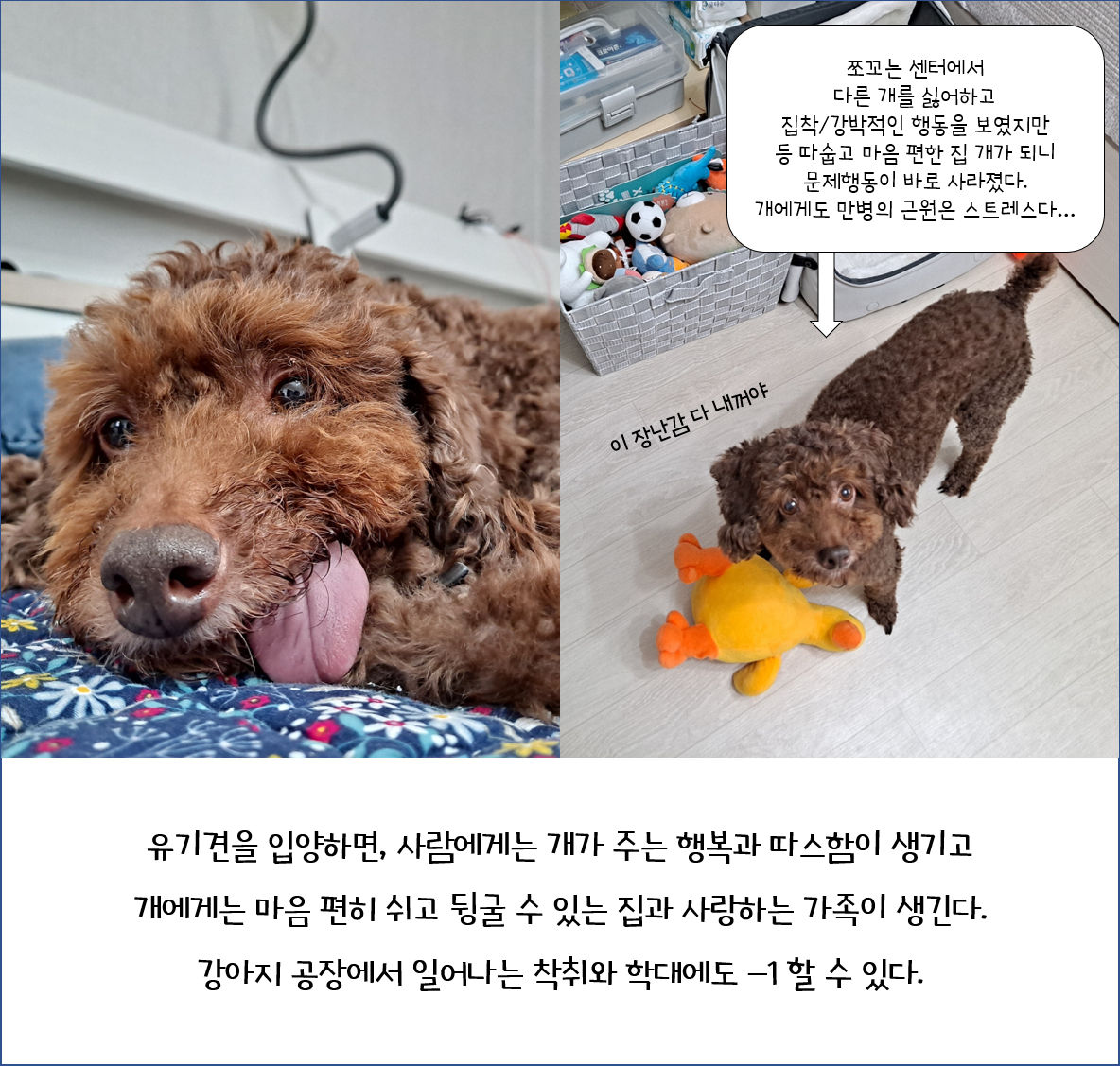 뒹굴뒹굴 행복한 쪼꼬 이야기(유기동물/노견 입양에 대해)