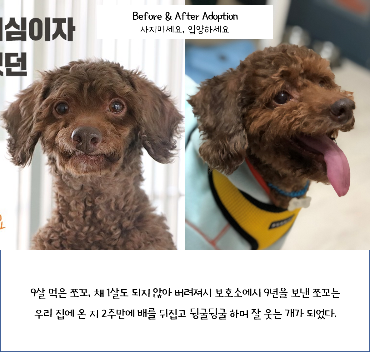 뒹굴뒹굴 행복한 쪼꼬 이야기(유기동물/노견 입양에 대해)