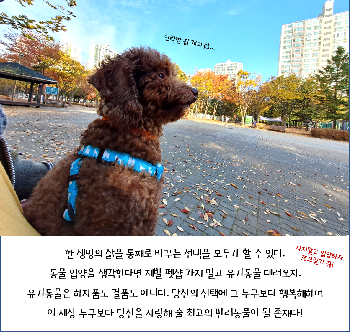 뒹굴뒹굴 행복한 쪼꼬 이야기(유기동물/노견 입양에 대해)