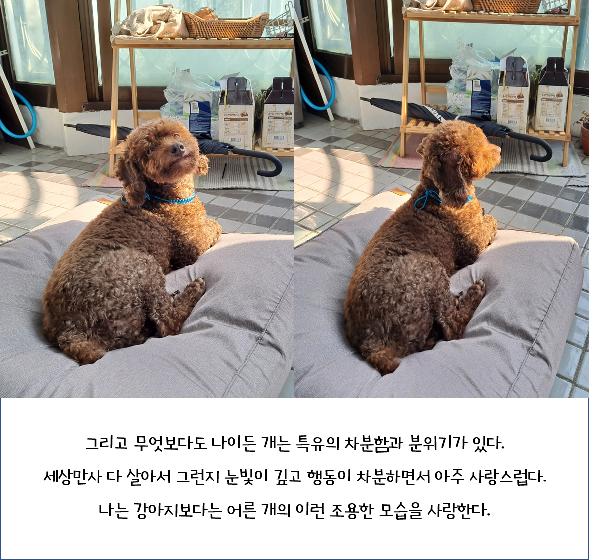 뒹굴뒹굴 행복한 쪼꼬 이야기(유기동물/노견 입양에 대해)