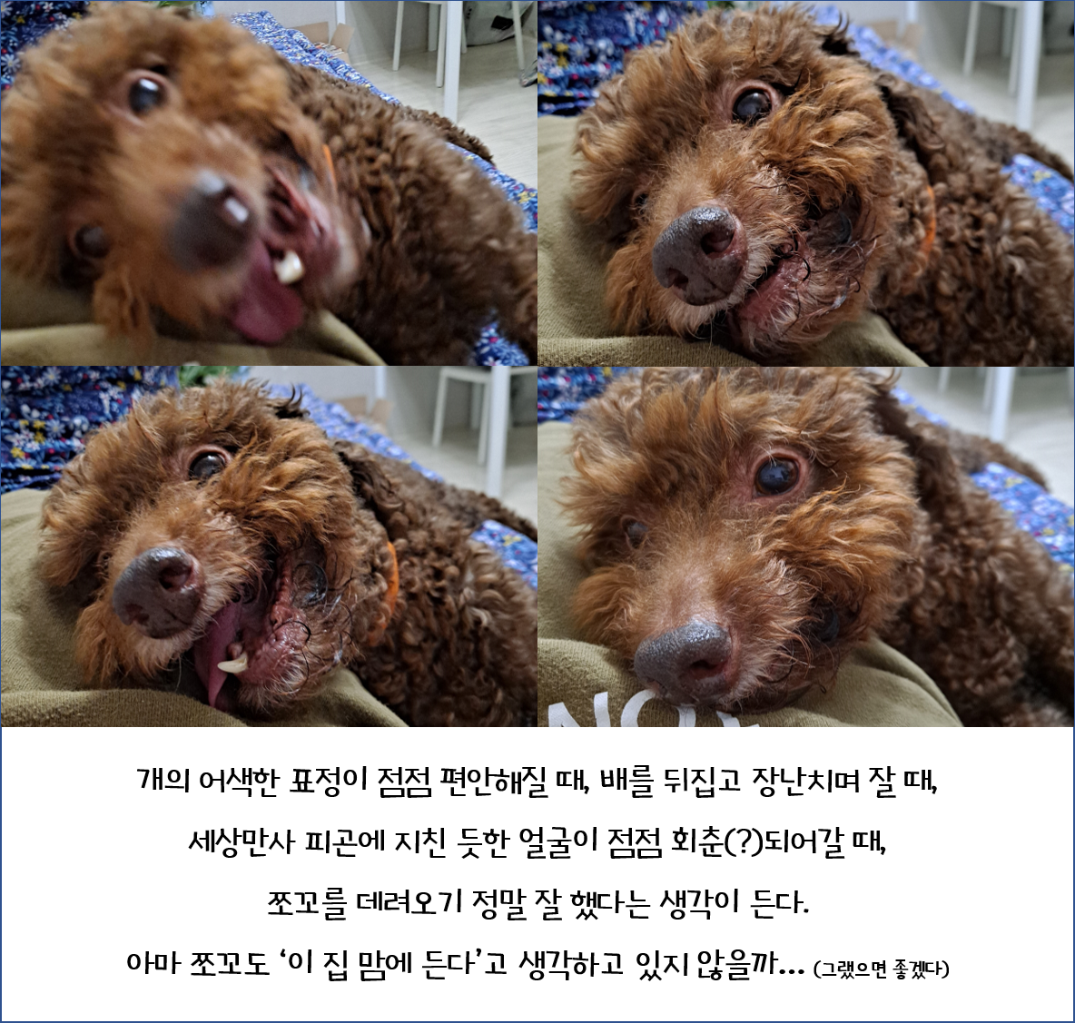 뒹굴뒹굴 행복한 쪼꼬 이야기(유기동물/노견 입양에 대해)