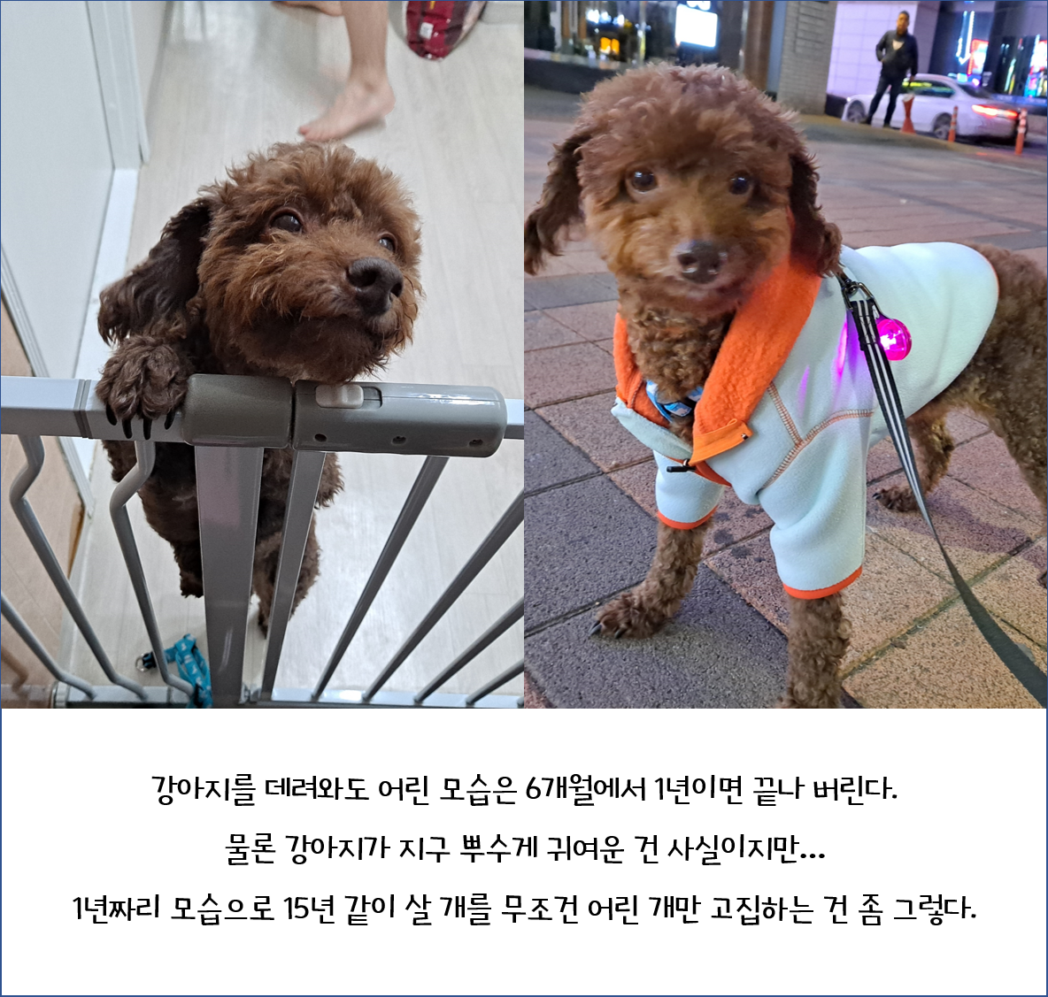 뒹굴뒹굴 행복한 쪼꼬 이야기(유기동물/노견 입양에 대해)