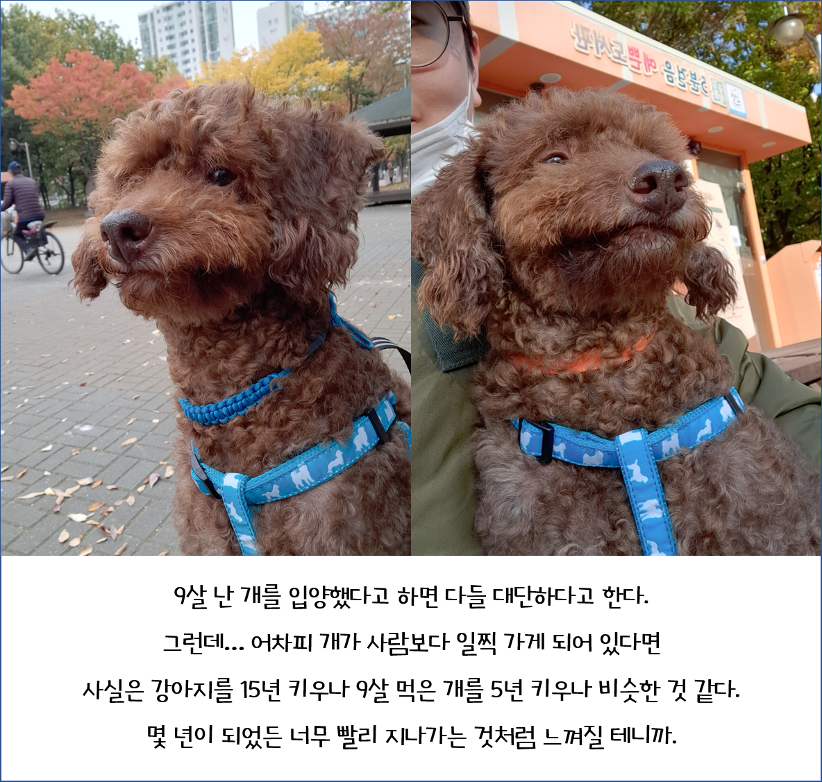 뒹굴뒹굴 행복한 쪼꼬 이야기(유기동물/노견 입양에 대해)
