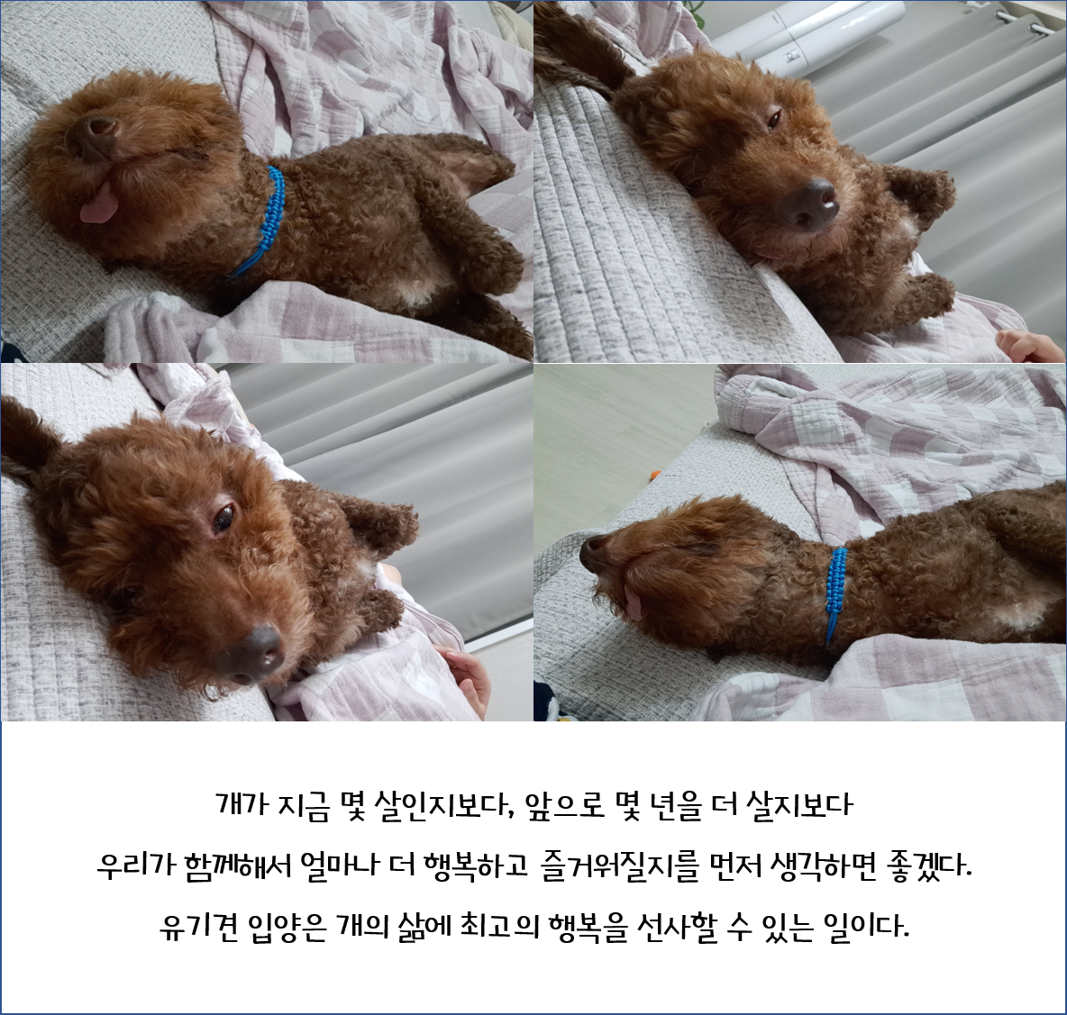 뒹굴뒹굴 행복한 쪼꼬 이야기(유기동물/노견 입양에 대해)